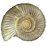 Das Bild zeigt einen Ammoniten.